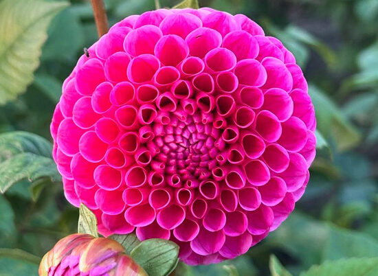 Dālija 'Tahoma Sarah B'